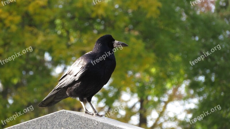 Crow Stone Cemetery Autumn Black