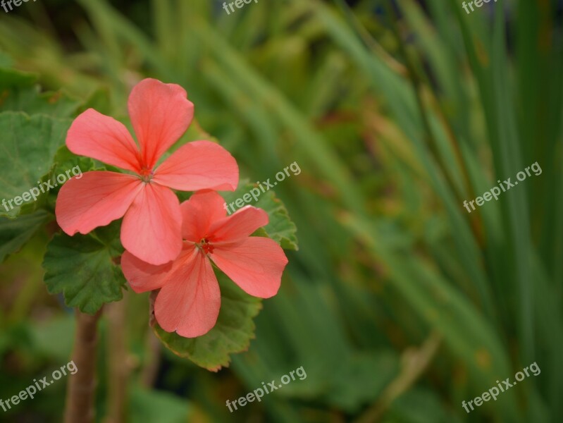 Wild Flowers Pink Nature Herbs Garden