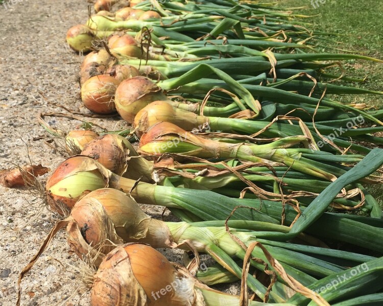 Onions Vegetables Homegrown Food Free Photos