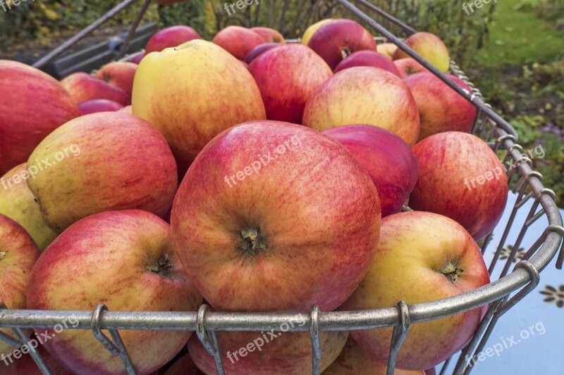 Apple Boskoop Pome Fruit Summer Apple Fruit