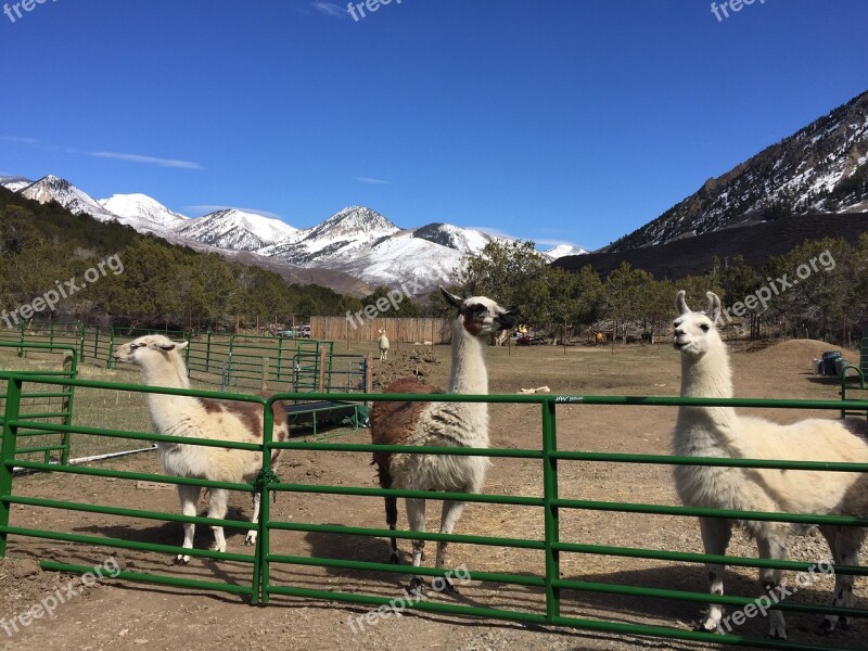 Llama Ranch Animal Rural America