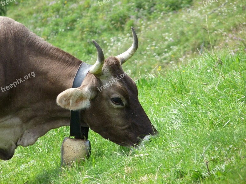 Cow Horns Cattle Beef Cowboy