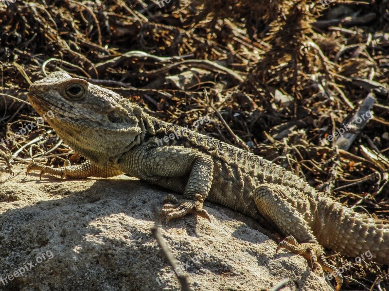 Cyprus Lizard Kurkutas Reptile Camouflage