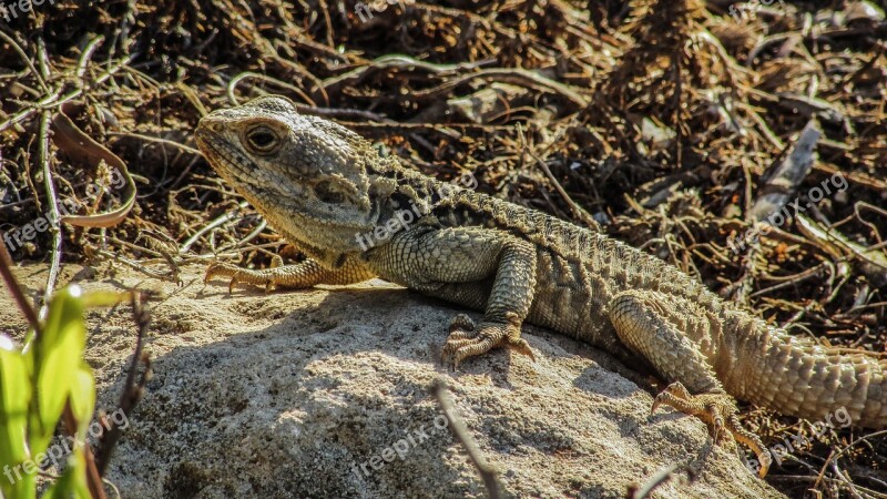 Cyprus Lizard Kurkutas Reptile Camouflage