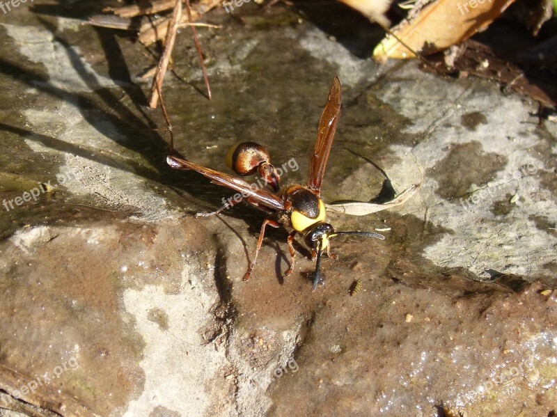 Hornet Wasp Eumenes Sp Free Photos