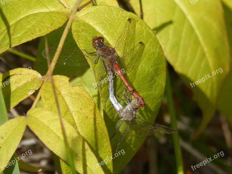 Dragonflies Couple Copulation Insects Mating Mating