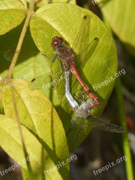 Dragonflies Couple Copulation Insects Mating Mating