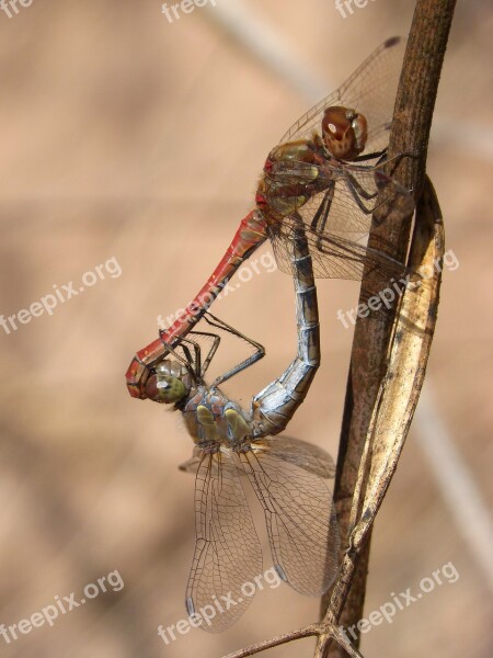 Dragonflies Couple Copulation Insects Mating Mating