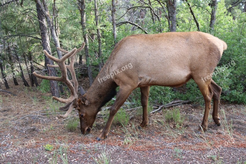 Elk Canyon Animal Wildlife Nature