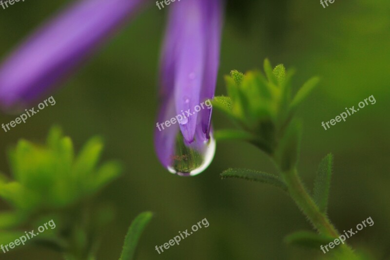 Blossom Bloom Flower Purple Flower Nature