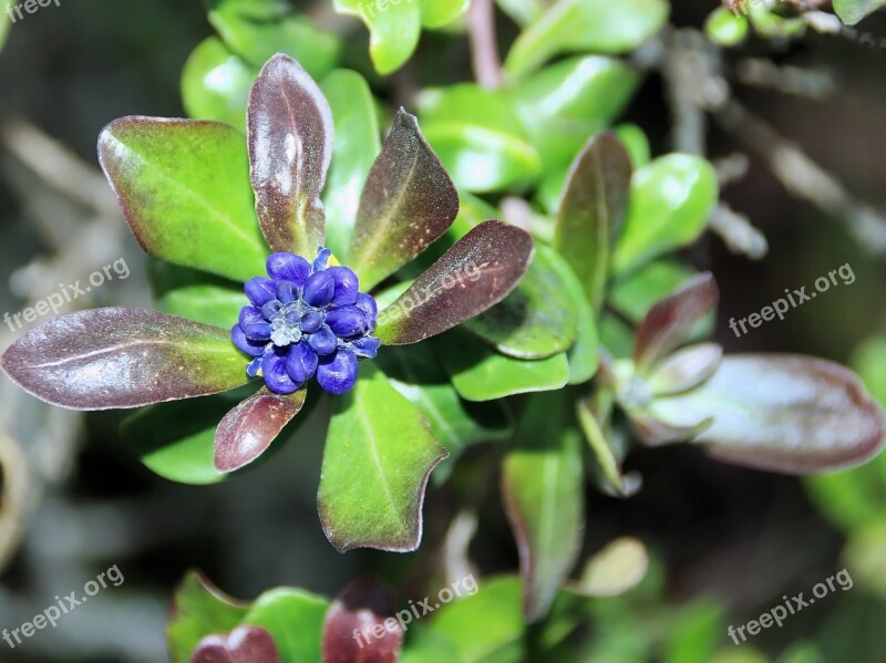 Ecuador Flower Exotic Violet Exotic Flower