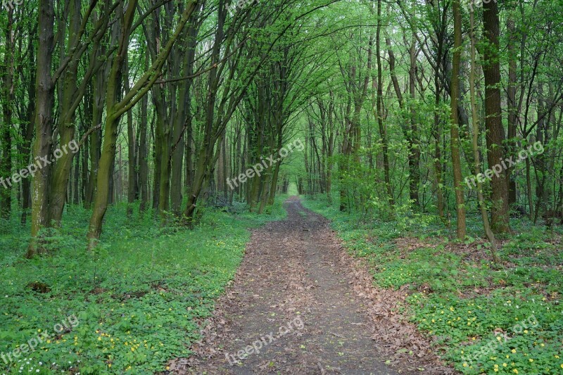 Forest The Way Road Trees Vacation