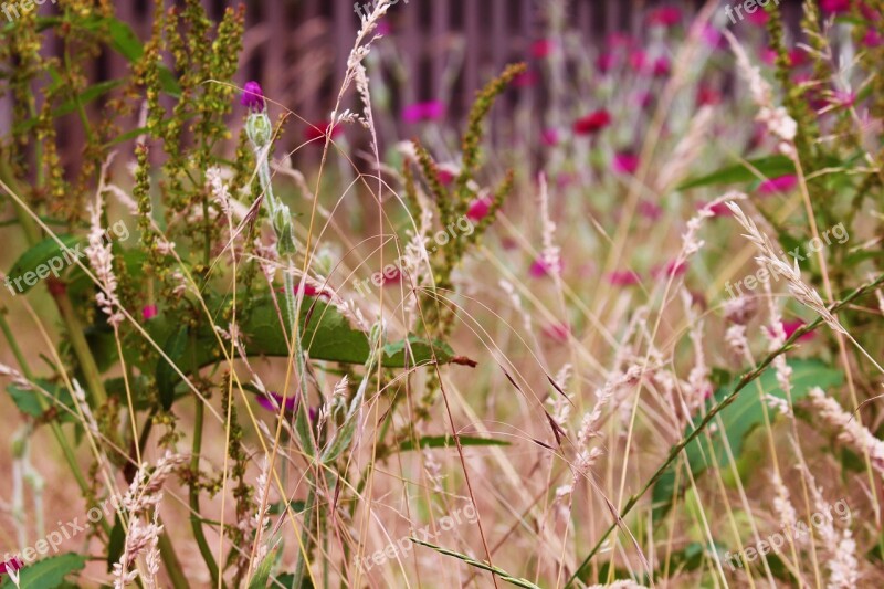 Field Flowers Field Nature Summer Flower