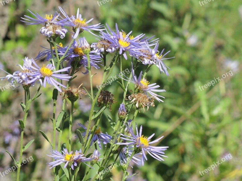 Flower Green Plant Natural Summer