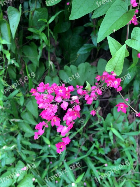 Tigon Flowers Pink Nature Pink Flowers