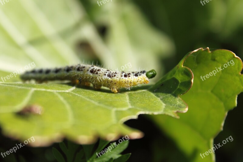 Worm Gąsiennica Green Leaf P