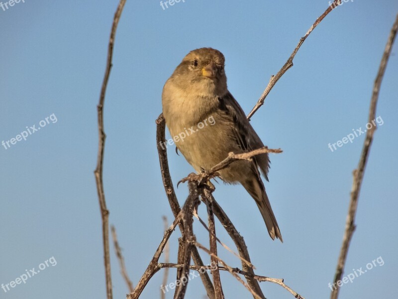 Sparrow Bird Looking Tree Wildlife