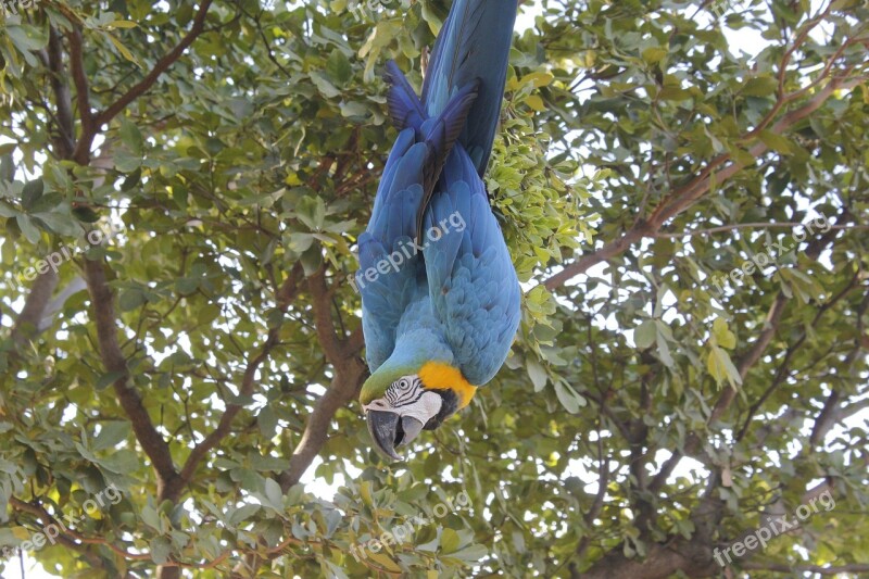 Bird Ave Bluebird Wings Nature