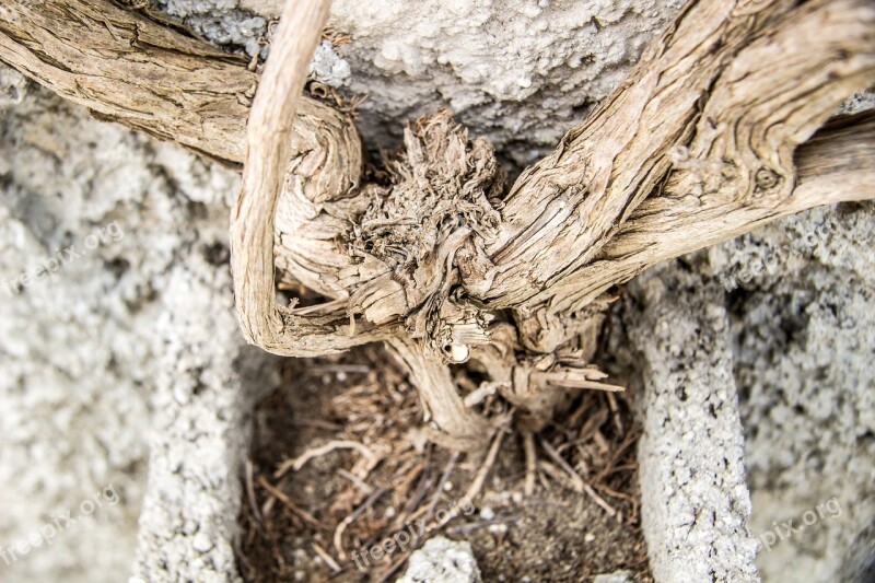 Roots Old Roots Wood Root Wall