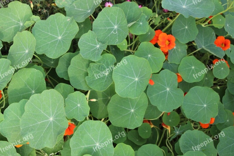 Ocean City Home Garden Golden Lotus Flower Eyes Green Free Photos