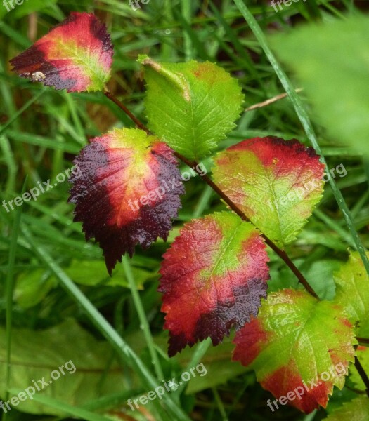 Leaf Fall Colors Nature Leaves