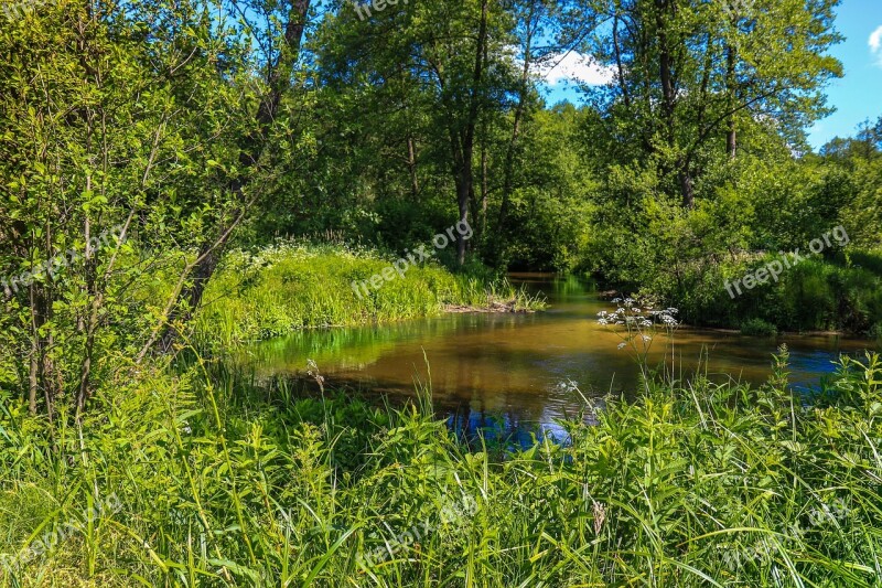 Landscape Forest Torrent River Tree