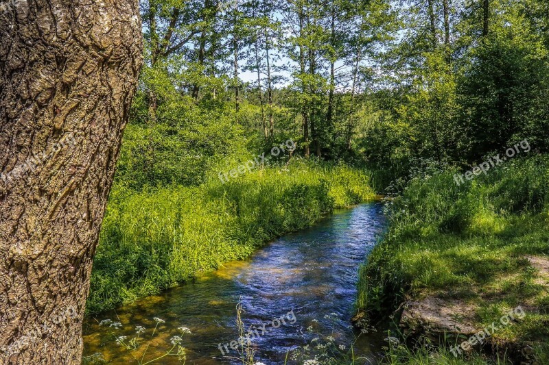 Forest Torrent River The Bark Landscape