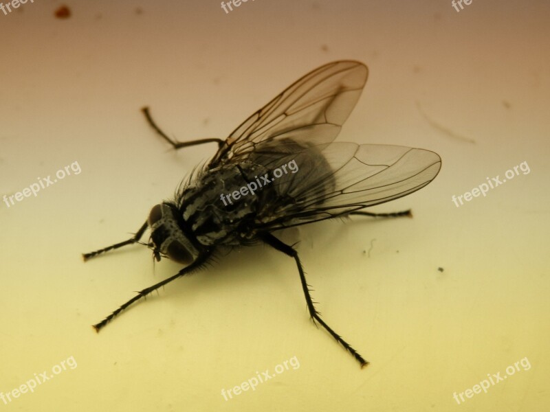 Bluebottle Fly Insect Nature Bug