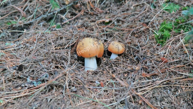 Mushrooms Nature Fungi Food Organic