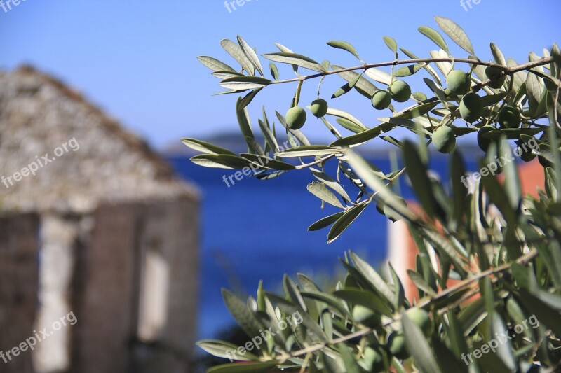 Olives Croatia Sea Mediterranean Plant