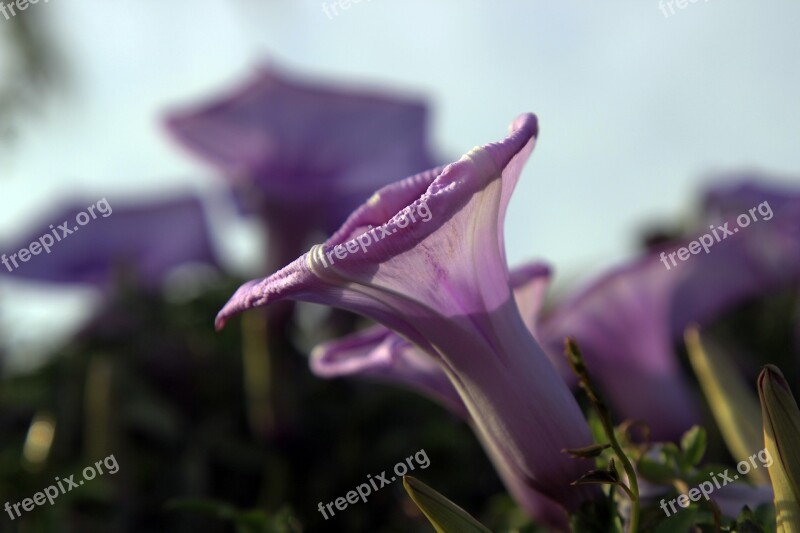 Violet Bell Flower Plants Purple