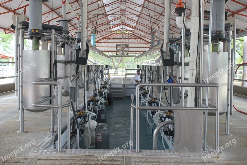 Cow Milking Order Cheese Milk