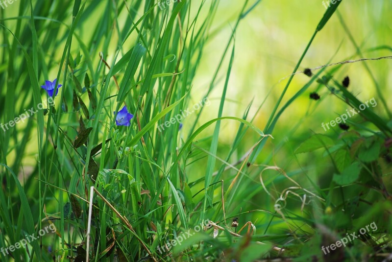 Nature Grass Green Blade Of Grass Incomplete