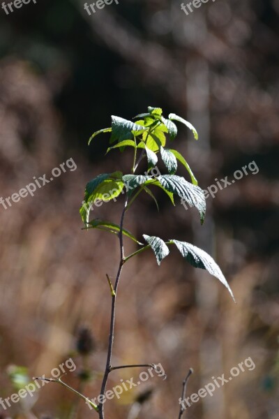 Plant Green Black Forest Belchen Leaf