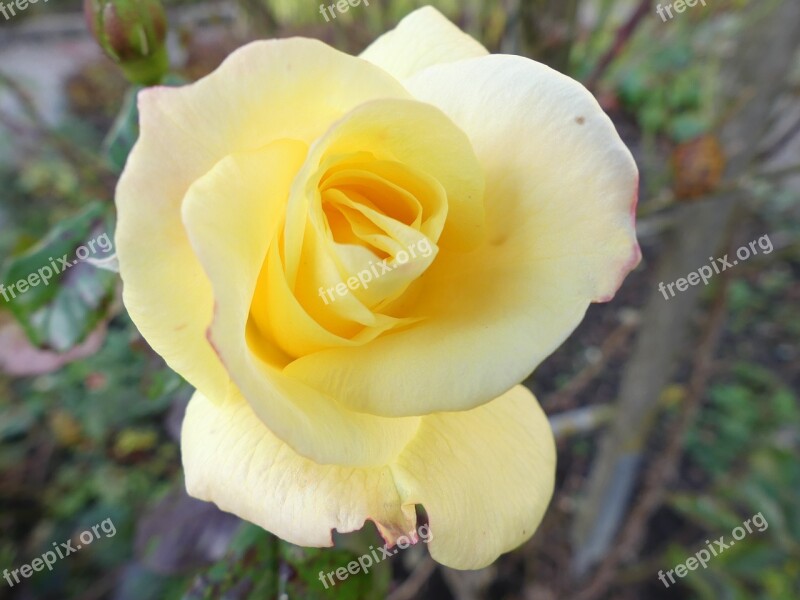 Rose Yellow Rose Autumn Tender Fine