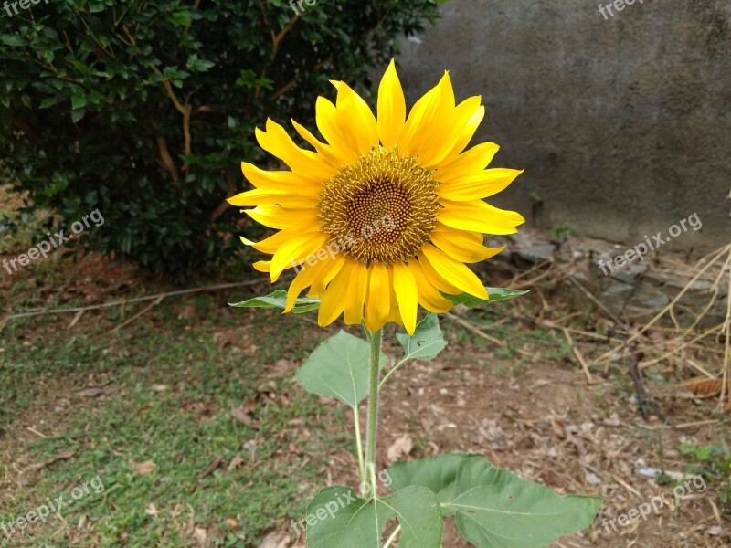 Sunflower Splendor Single Yellow Free Photos