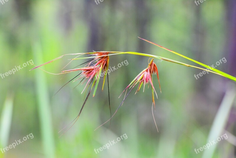 Khmer Cambodia Lonely Flower Kingdom Of Wonder Most Beautiful Flower