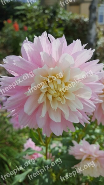 Dahlia Pink Flower Pale Color