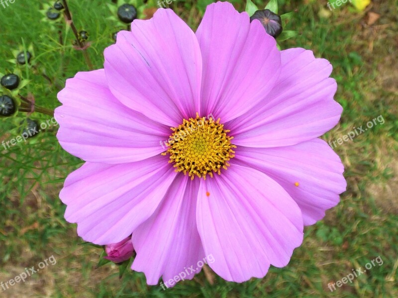 Flower Macro Close-up Meadow Flower Nature