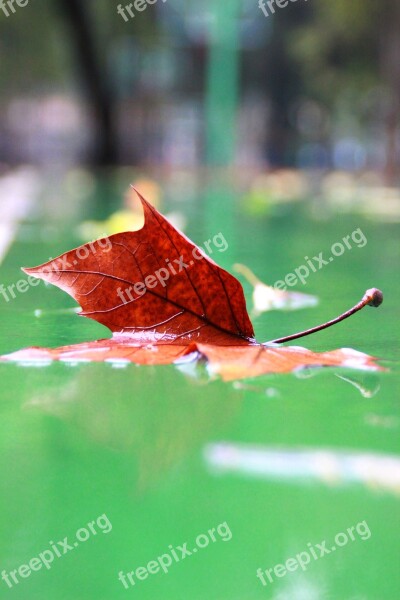 Indus Playground Rain Defoliation Lu