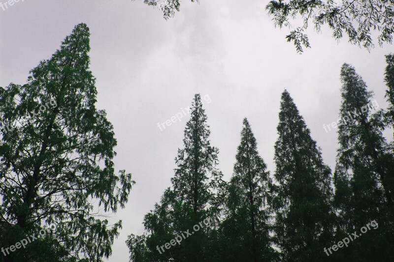 Tree The Branches Sky Autumn Metasequoia