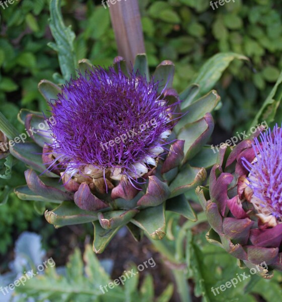 Purple Garden Flower Diestel Piercing