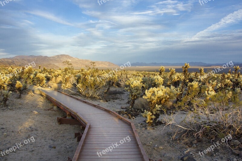 Landscape Scenic Desert Boardwalk Wooden