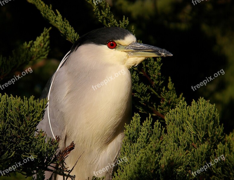 Black Crowned Night Heron Wildlife Bird Nature Wild