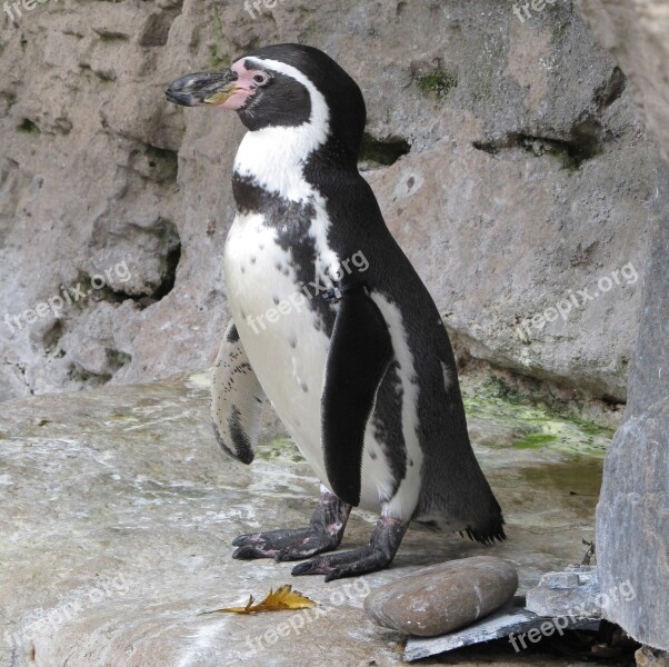 Penguin Humboldt Penguin Cute Nature Zoo