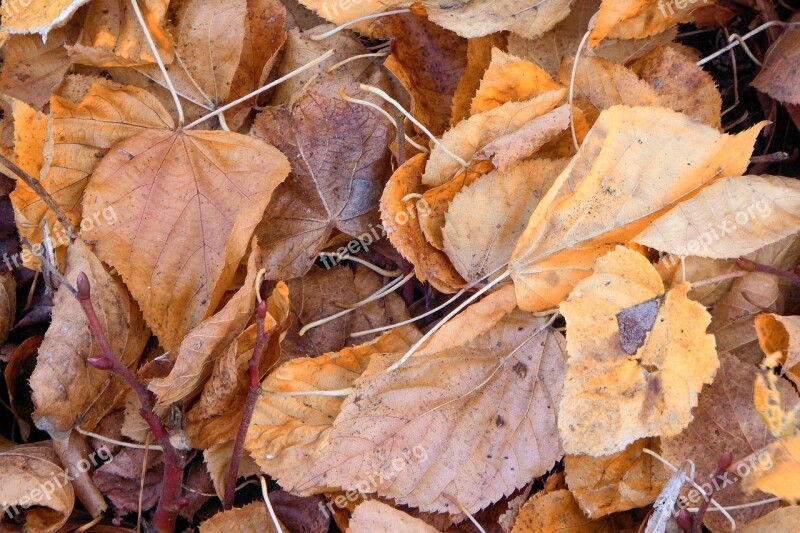 Leaves Colorful Leaves Autumn Fall Foliage Fall Color