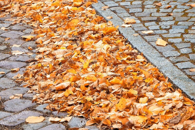 Road Cobblestones Sidewalk Leaves Autumn