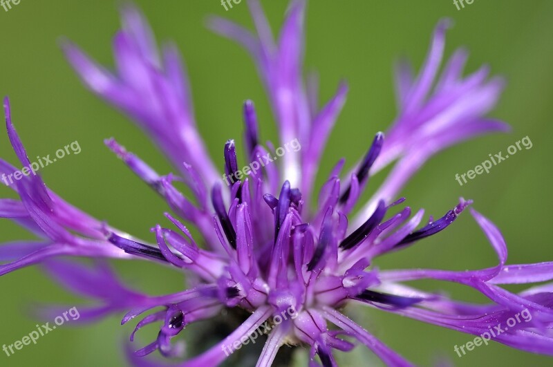 Cornflower Blossom Bloom Filigree Close Up