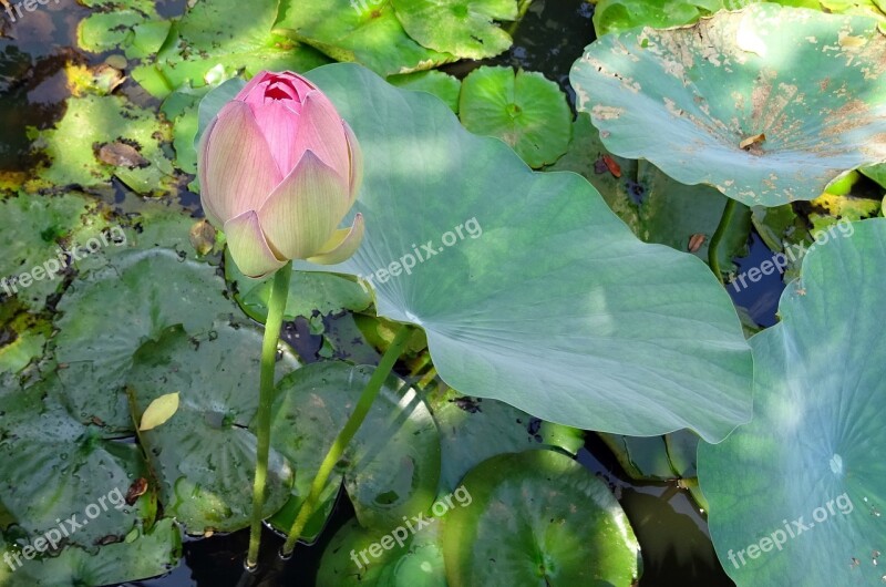 Lotus Flower Pink Nelumbo Nucifera