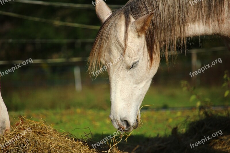 Horse Mold Horse Head Thoroughbred Arabian Pasture